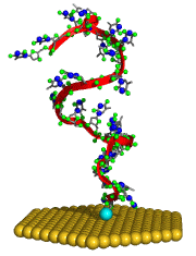 Single DNA strand attached to a surface.